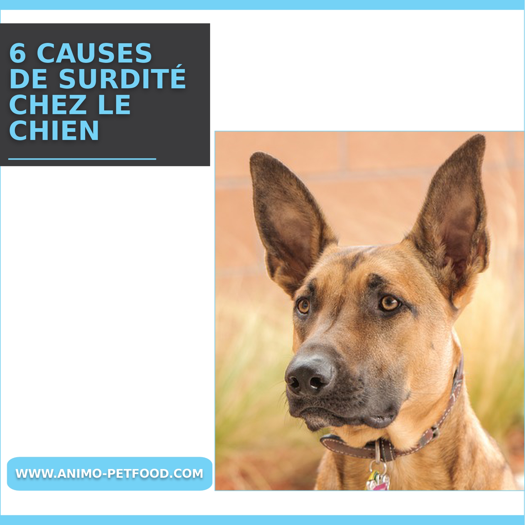 causes de surdité chez le chien 